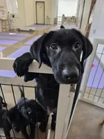 Champion Pedigree AKC, a male Labrador Retriever for sale in Clearwater, FL – Photo 5 of 6