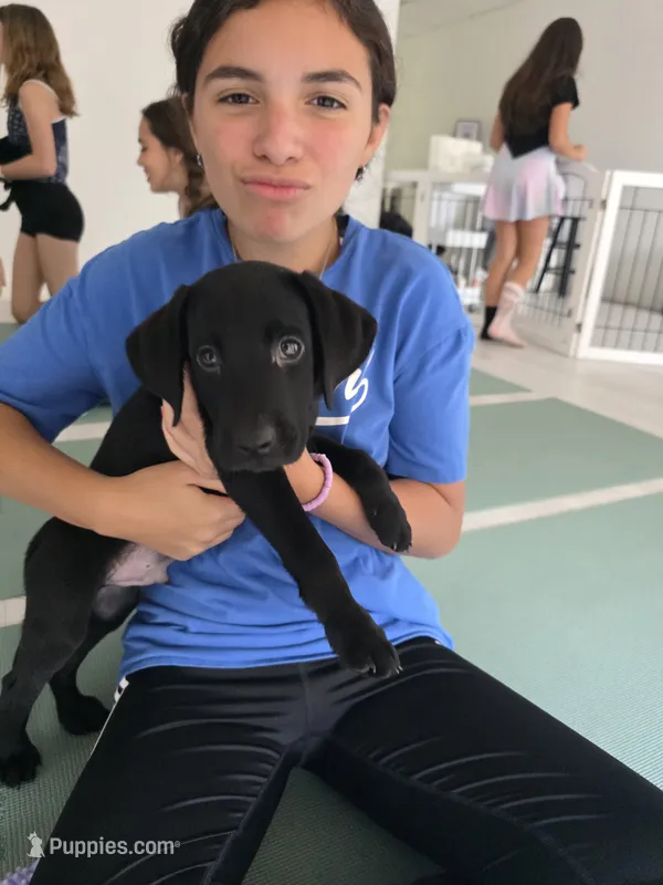 Purebred Champion Black Lab Puppy – Labrador Retriever puppy for sale in Clearwater, FL