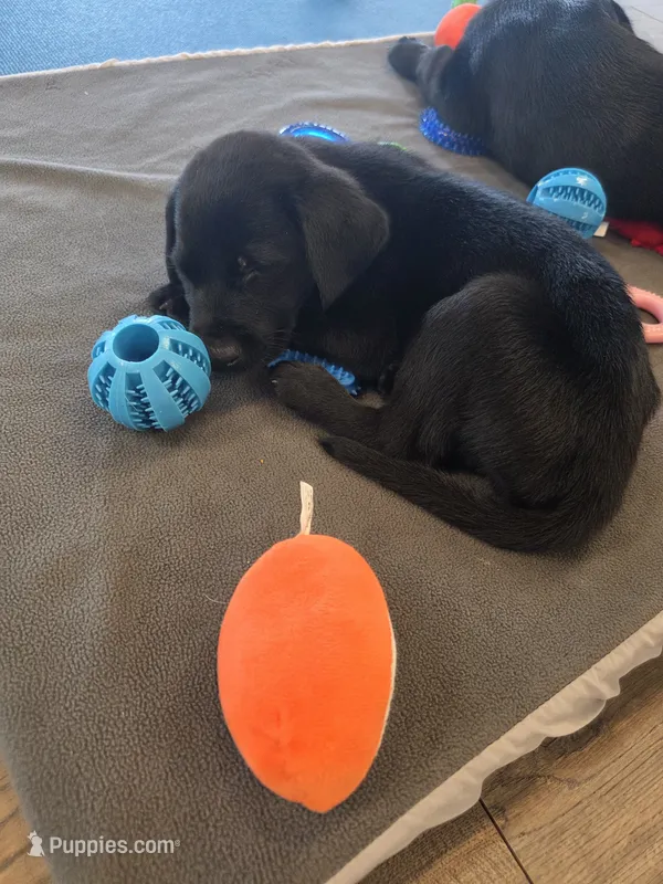 Champion Black Lab Pups – Labrador Retriever puppy for sale in Clearwater, FL