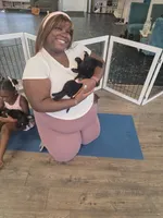 Purebred Champion Black Lab Puppy, a male Labrador Retriever for sale in Clearwater, FL – 3 of 9