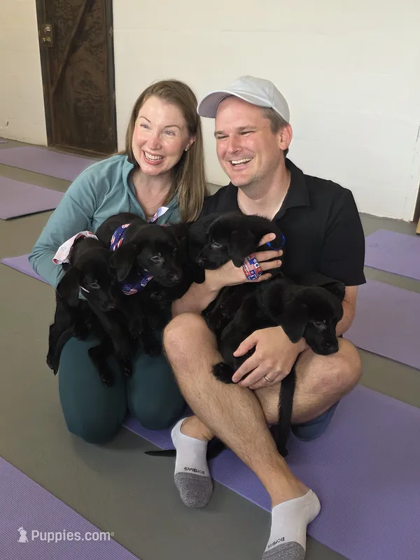 Champion Pedigree AKC – Labrador Retriever puppy for sale in Clearwater, FL