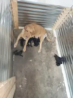 AKC Many Champion Lineage, a female Labrador Retriever for sale in Clearwater, FL – Photo 7 of 7