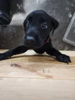 AKC Many Champion Lineage, a female Labrador Retriever for sale in Clearwater, FL – Photo 3 of 4