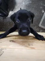 AKC Many Champion Lineage, a female Labrador Retriever for sale in Clearwater, FL – Photo 4 of 4