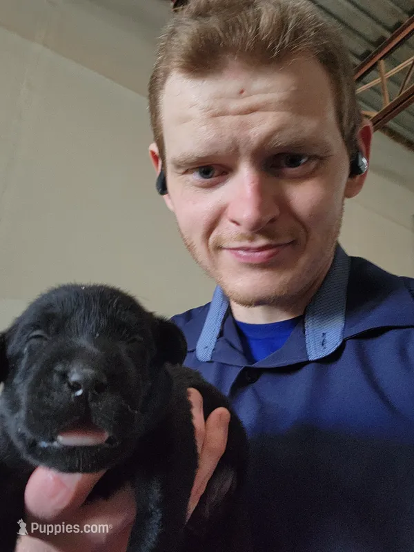 AKC Many Champion Lineage