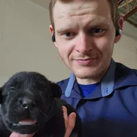 AKC Many Champion Lineage, a female Labrador Retriever for sale in Clearwater, FL – Photo 1 of 4