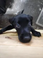 AKC Many Champion Lineage, a female Labrador Retriever for sale in Clearwater, FL – Photo 2 of 4