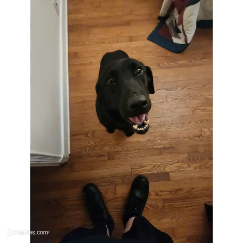 MH Recon 1,000+ Titles  – Labrador Retriever puppy for sale in Clearwater, FL