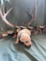 Blue boy, a male Dalmatian for sale in Buffalo, MO – 4 of 8