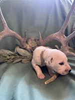 Grey boy , a male Dalmatian for sale in Buffalo, MO – 2 of 3