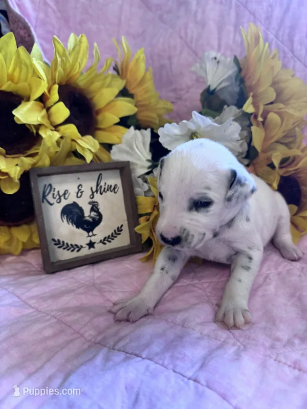 Orange female  – Dalmatian puppy for sale in Buffalo, MO