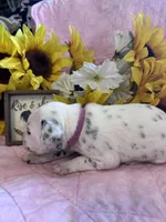 Justice , a female Dalmatian for sale in Buffalo, MO – 6 of 7