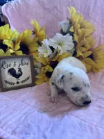 Purple girl , a female Dalmatian for sale in Buffalo, MO – 3 of 4