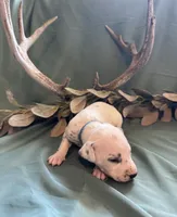 Blue boy, a male Dalmatian for sale in Buffalo, MO – 7 of 8