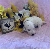 Light pink girl , a female Dalmatian for sale in Buffalo, MO – 2 of 2