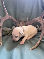 Grey boy , a male Dalmatian for sale in Buffalo, MO – 3 of 3