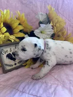 Justice , a female Dalmatian for sale in Buffalo, MO – 2 of 7