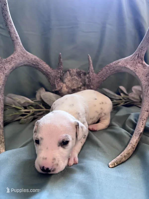 Brown boy  – Dalmatian puppy for sale in Buffalo, MO