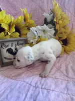 Yellow girl , a female Dalmatian for sale in Buffalo, MO – 5 of 5