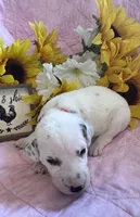 Red girl , a female Dalmatian for sale in Buffalo, MO – 2 of 4