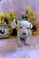 Yellow girl , a female Dalmatian for sale in Buffalo, MO – 1 of 5