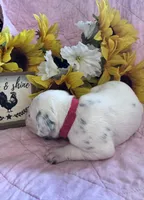 Red girl , a female Dalmatian for sale in Buffalo, MO – 3 of 4