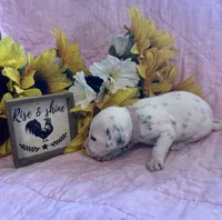 Light pink girl , a female Dalmatian for sale in Buffalo, MO – 1 of 2