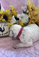 Red girl , a female Dalmatian for sale in Buffalo, MO – 4 of 4