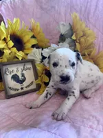 Justice , a female Dalmatian for sale in Buffalo, MO – 3 of 7