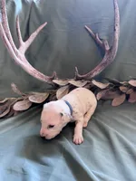 Blue boy, a male Dalmatian for sale in Buffalo, MO – 6 of 8