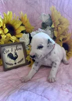 Orange female , a female Dalmatian for sale in Buffalo, MO – 2 of 5