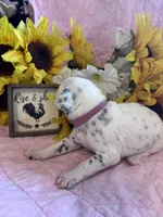 Justice , a female Dalmatian for sale in Buffalo, MO – 7 of 7