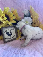 Justice , a female Dalmatian for sale in Buffalo, MO – 5 of 7