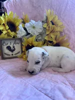 Orange female , a female Dalmatian for sale in Buffalo, MO – 3 of 5