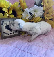 Purple girl , a female Dalmatian for sale in Buffalo, MO – 4 of 4