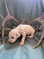 Brown boy , a male Dalmatian for sale in Buffalo, MO – 2 of 2