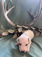 Blue boy, a male Dalmatian for sale in Buffalo, MO – 2 of 8