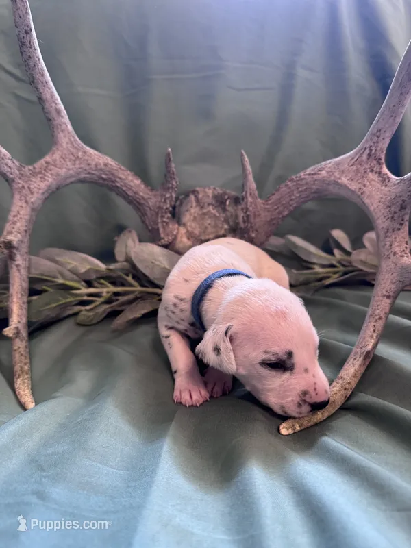 Blue boy – Dalmatian puppy for sale in Buffalo, MO