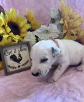 Orange female , a female Dalmatian for sale in Buffalo, MO – 4 of 5