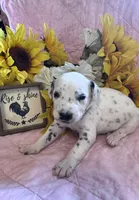 Justice , a female Dalmatian for sale in Buffalo, MO – 1 of 7