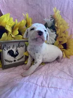 Yellow girl , a female Dalmatian for sale in Buffalo, MO – 2 of 5