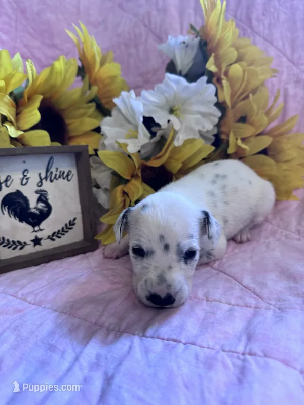 Purple girl  – Dalmatian puppy for sale in Buffalo, MO