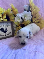 Purple girl , a female Dalmatian for sale in Buffalo, MO – 1 of 4
