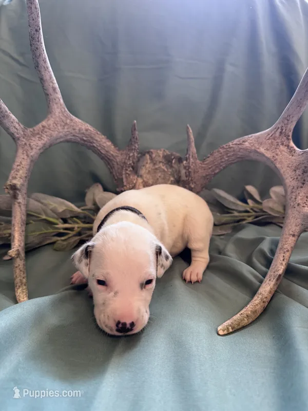 Black boy  – Dalmatian puppy for sale in Buffalo, MO