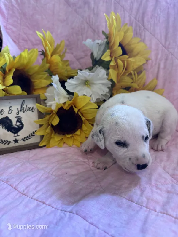 Red girl  – Dalmatian puppy for sale in Buffalo, MO