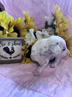 Yellow girl , a female Dalmatian for sale in Buffalo, MO – 4 of 5