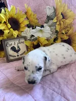 Justice , a female Dalmatian for sale in Buffalo, MO – 4 of 7