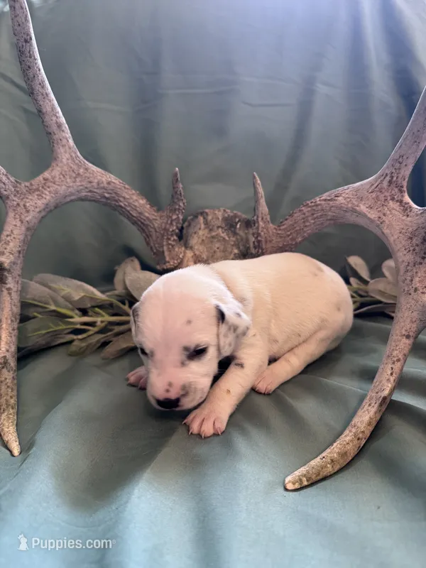 Grey boy  – Dalmatian puppy for sale in Buffalo, MO
