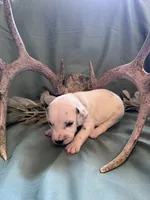 Grey boy , a male Dalmatian for sale in Buffalo, MO – 1 of 3