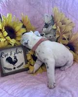 Orange female , a female Dalmatian for sale in Buffalo, MO – 5 of 5